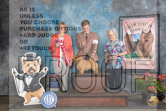 Norwich Terrier #33 SAt BOS Judge Cathy Thompson-Morgan__JP_5417_San Antonio_2024_HR3