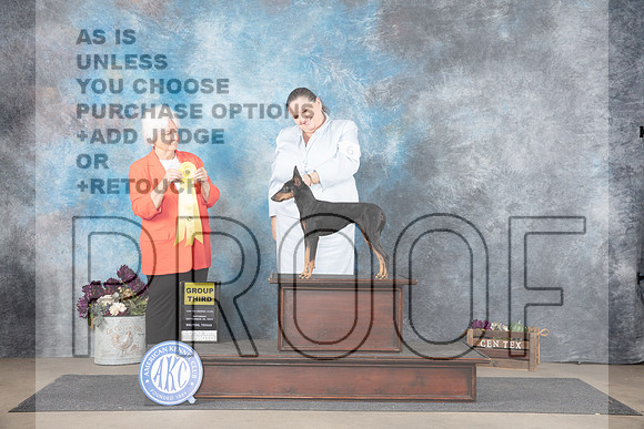 Machester Terrier #6 Sat G3 Judge Gloria Kerr__JP_7332_Belton_2024_HR3
