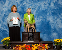Border Terriers #6 Sat OH G4 Demchak Kimberly Judge Sherry Anderson