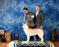 Siberian Husky #16 Sat WB Maj RESHOOT + J