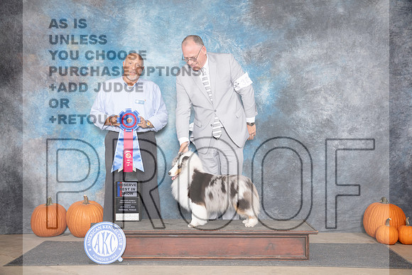 Shetland Sheepdog #32 RBIS Judge Hal Biermann__JP_9707_Humble_2024_HR3