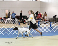 German Shorthair Hutto Dec 2011