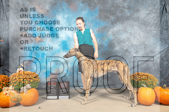 Greyhound #5 Sat BOSOHBOB Judge Shelly Hennessy_MJ_5552_Belton_2022_HR3