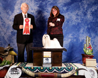 Maltese #8 Sat Group 2nd Kasten T Holibaugh K P Bailly C Emerson W Warke Judge N Patton