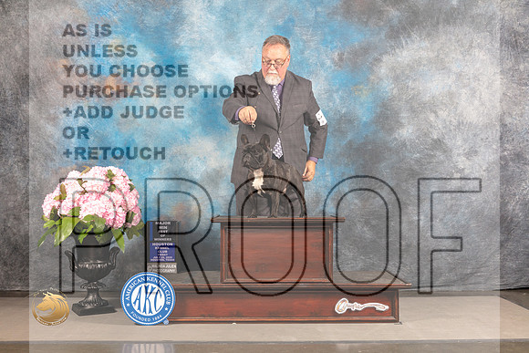 French Bulldog #27 FRI WD BOW Major Judge Steven Keating_MJ_5539_Houston_2022_HR3