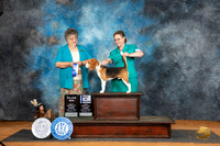 Beagle 15 #17 Sun BOWM Judge Marilyn Pipes