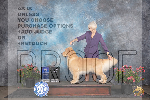 Golden Retriever #11 Sat WDBOWM Judge Wendy G Willhauck__JP_5167_San Antonio_2024_HR3