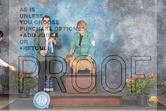 Norfolk Terrier #23 Sunn BOWM Judge Victor Rosado__JP_6002_San Antonio_2024_HR3