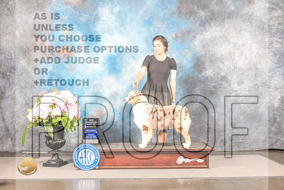 Australian Shepherd #32 SUN WB BOW NCH Judge Janet FinkAustralian Shepherd #32 SUN WB BOW NCH Judge Janet Fink_MJ_8050_Houston_2022_HR3_Houston_2022_HR3