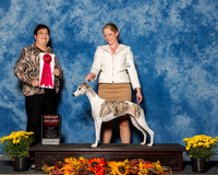 Italian Greyhounds #10 Sun G2 Roush Kathleen A Judge Mrs Pamela B Peat
