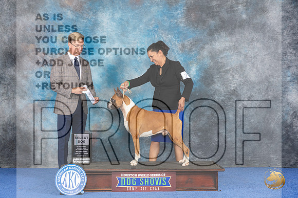 Boxer #25 WED SD Judge Douglas Johnson__JP_7284_Houston_2024_HR3