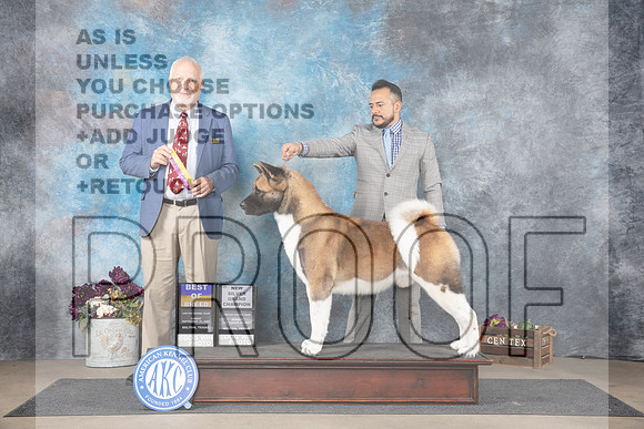Akita #5 Sun BOBNCh Judge Eric Liebes__JP_7721_Belton_2024_HR3