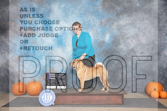 Chinese Shar Pei #12 Sun WB Judge Ray Filburn__JP_9147_Humble_2024_HR3
