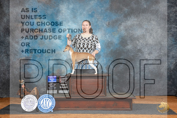 Italian Greyhound #6 Fri BOBOHBOB Judge Denise Dean__JP_7119_MARSHALL_2024_HR3