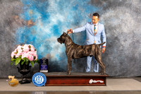 Cane Corso #14 FRI BOW Major Judge Patricia Sosa