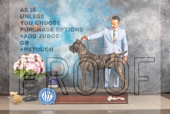 Cane Corso #14 FRI BOW Major Judge Patricia Sosa_MJ_5954_Houston_2022_HR3