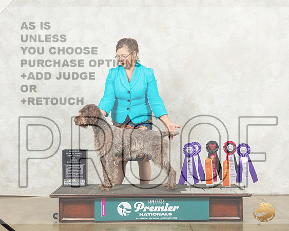 Wirehaired Pointing Griffon #271 Sun BOB__MJ_9175_Premier_2022_HR3