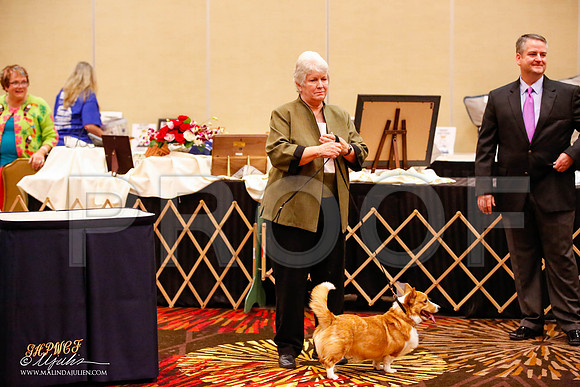 _JJ_0984-HstnCorgiFeb2015-HR3