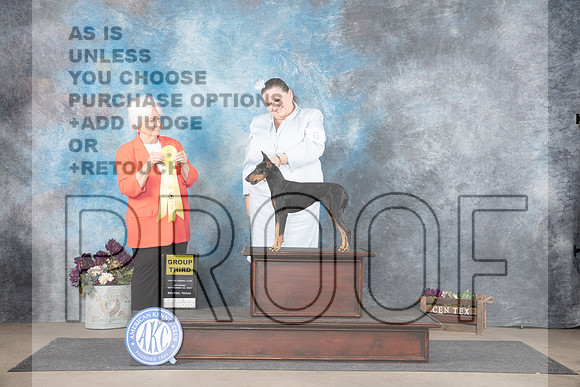 Machester Terrier #6 Sat G3 Judge Gloria Kerr__JP_7331_Belton_2024_HR3
