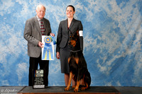 Doberman Pinscher #O5 Sun New Title HIT Heinemann Sarah Judge Mr Rodger N Ayres
