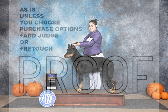 Beauceron #5 Sunn BOB Judge Jan Paulk__JP_9170_Humble_2024_HR3