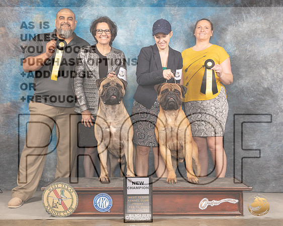 Bullmastiff #11 #9 Fri ChMMJ_3176_Mdlnd2022_HR3