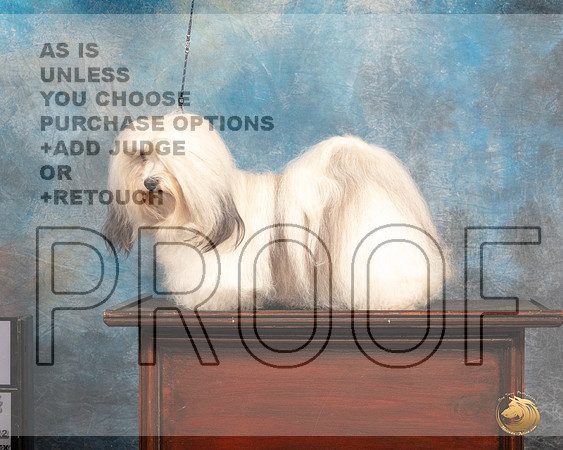 Havanese #12 Sun_MJ_1145_SA_2022_HR3