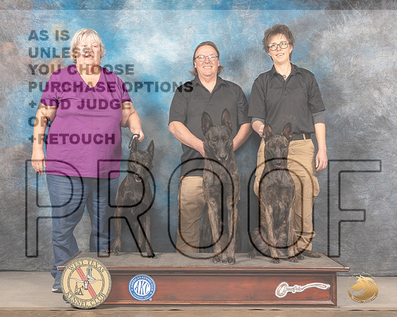 Dutch Shepherd Sun Family Stephanie ShawMMJ_5075_Mdlnd2022_HR3