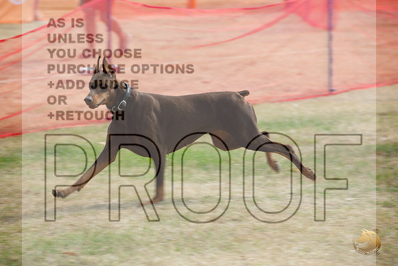 Precision Coursing Longview WA 2024 Doberman Pinscher # _JJL_3503_Longview WA_2024_HR3