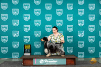 English Cocker Spaniel #165 Sun G4 Judge Kathie Short