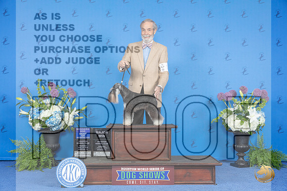 Miniature Schnauzer #15 THUR WD BW M Judge Jamie Hubbard__JP_8062_Houston_2024_HR3