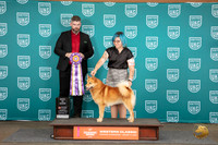 Finnish Spitz #218 Sat BIS Judge Kevin Carroll