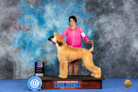 Afghan Hound #7 WED WD No Judge