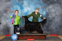 Gordon Setter #5 Sun RBIS Judge Pat Trotter