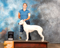 Dogo Argentino #311 G2 Sun1 Judge Kevin Izard-Carroll