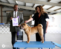 Chinese Chinese Sharpei #14 Fri WB Ring +A1