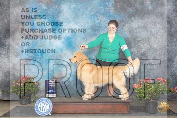 Golden Retriever #23 Sun WDM Judge Paul F Willhauck__JP_6172_San Antonio_2024_HR3