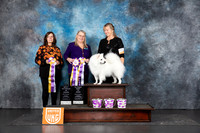 American Eskimo #? VBIS ABIS Judges Sandra Phillips & Terri Rein