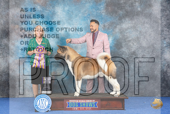 Akita #9 WED BISS Judge Alisa Brotherhood__JP_6961_Houston_2024_HR3