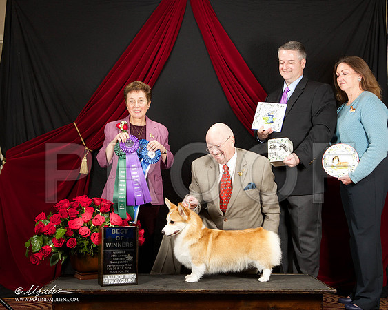 _ST_3424-HstnCorgiFeb2015-HR3