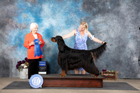 Gordon Setter #5 Sat G1 Judge Gloria Kerr
