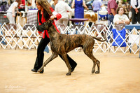 Great Dane Sun Ring