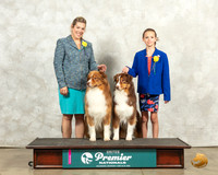 Australian Shepherd Twin Boys