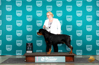 Rottweiler #1273 Fri BMBOW Judge Deborah Allen