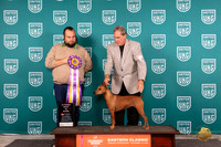 German Pinscher #101 Sat ABIS Judge William Chrazanowski