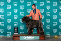 Bouvier Des Flandres #840 Sun BOB Judge Carianna Glenn