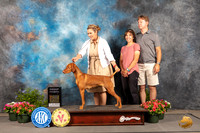 Vizsla #26 Thur G4 Judge Anne Bolus