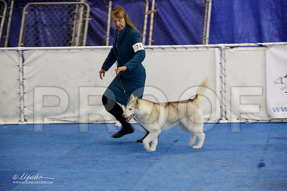 _M3_0581-AddisonHuskyMar2015-HR3