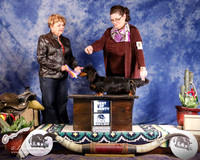 Dachshund Longhaired #15 Sat Major Win Best of Variety Best of Winners Shaffmaster McQuiston Wendy Judge L Williams
