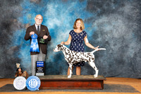 Dalmatian #5 Sun G1 Judge Tim Robbins